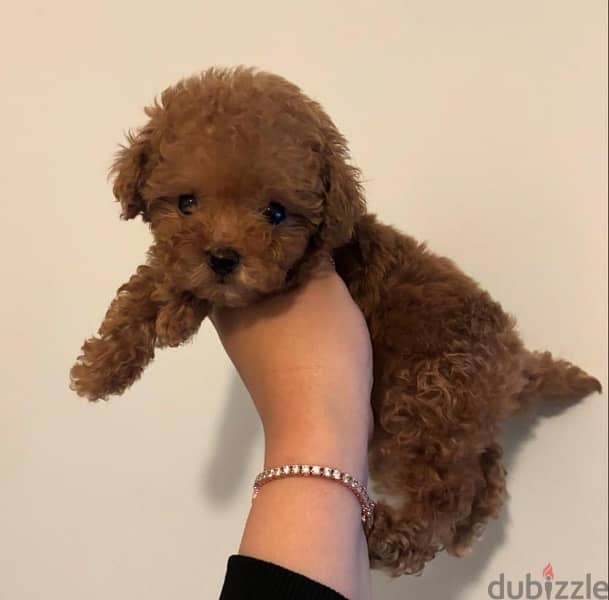 Mini poodle puppy for sale 1