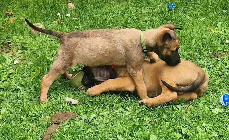 Whatsapp Me +966583921348 Belgian Malinois Puppies 1