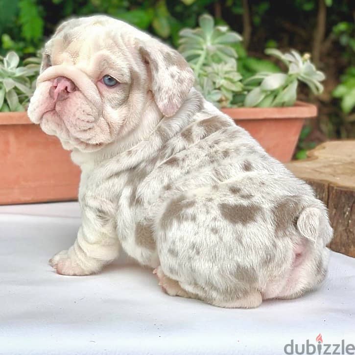 English Bulldog Puppies 0