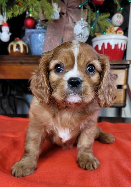 Cavalier King Charles Spaniel puppies 0