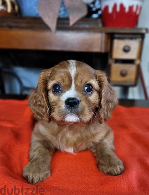 Cavalier King Charles Spaniel puppies 1