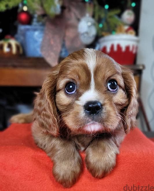 Cavalier King Charles Spaniel puppies 2