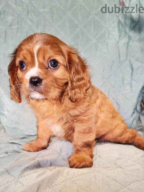 Cavalier King Charles Spaniel puppies 4