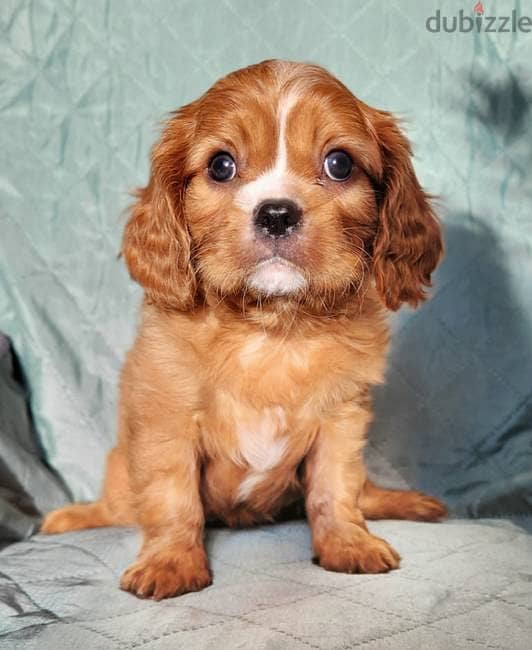 Cavalier King Charles Spaniel puppies 5