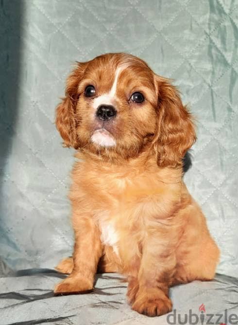 Cavalier King Charles Spaniel puppies 6