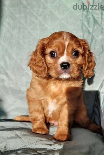 Cavalier King Charles Spaniel puppies 7