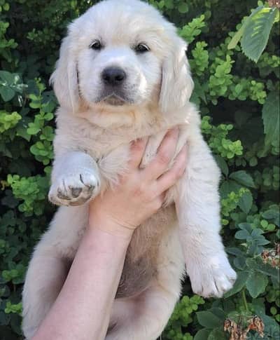 Golden Retriever puppies