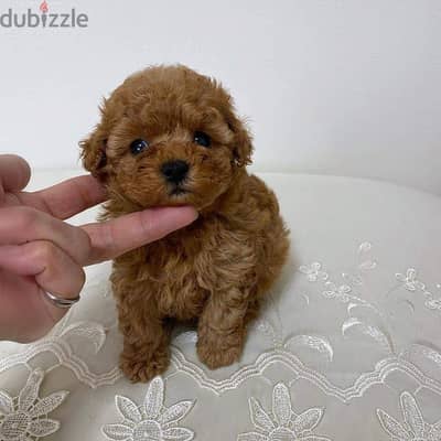 Mini toy Poodle puppies