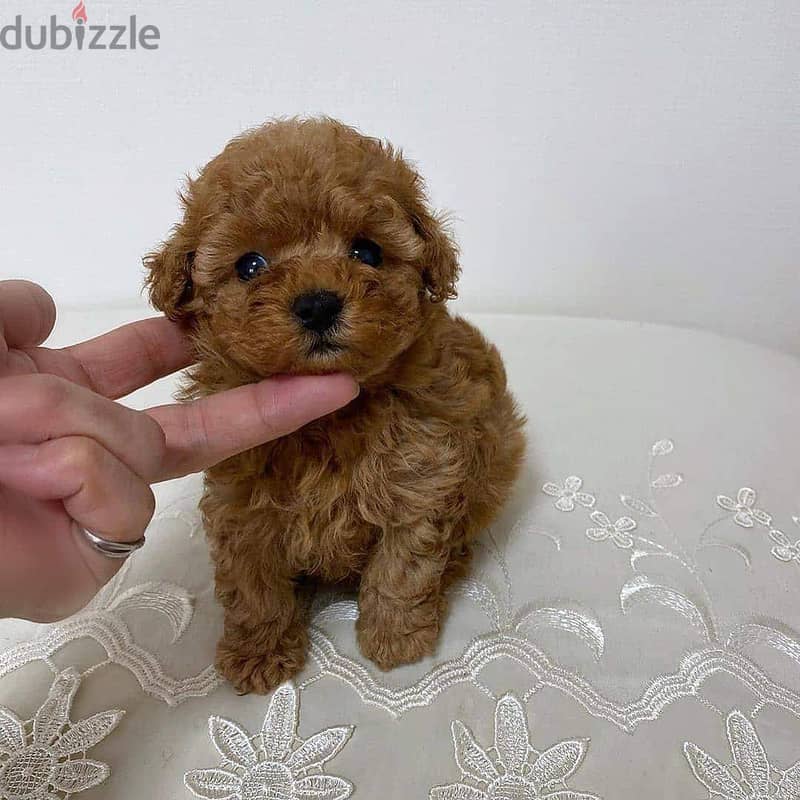 Mini toy Poodle puppies 0