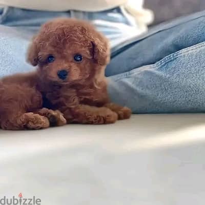 Poodle Puppies