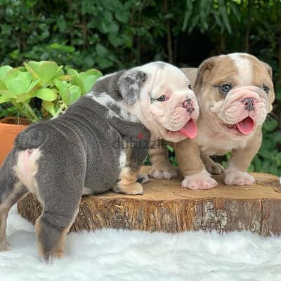 English Bulldog Puppies