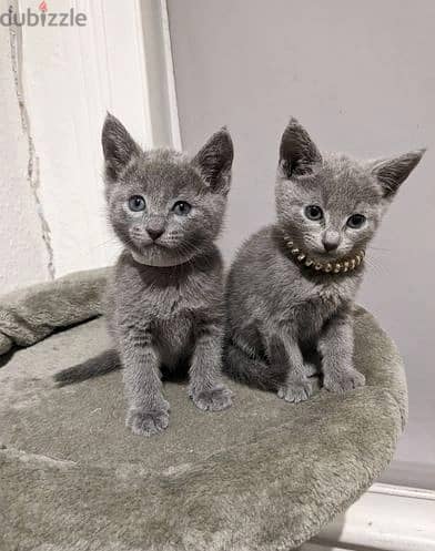 Whatsapp Me +966588993320 Russian Blue Cats