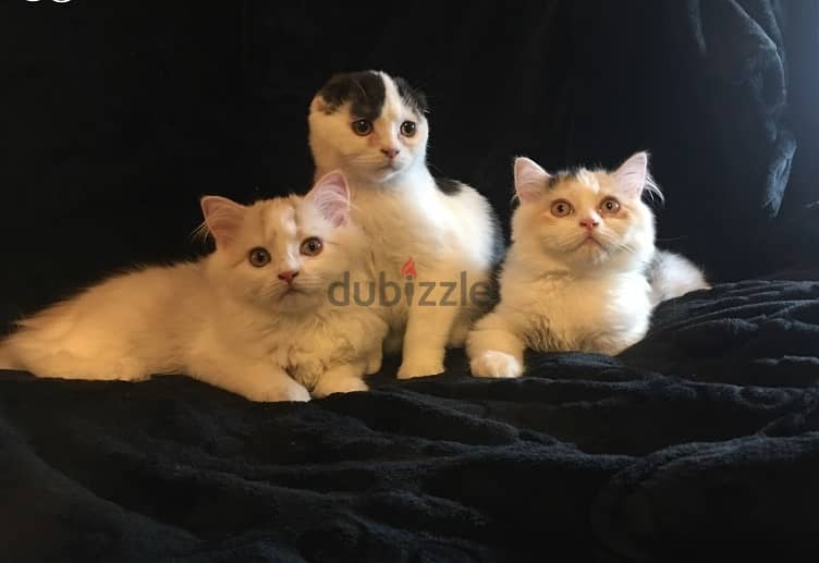 Whatsapp Me +972555074990 Scottish Fold Cats 0