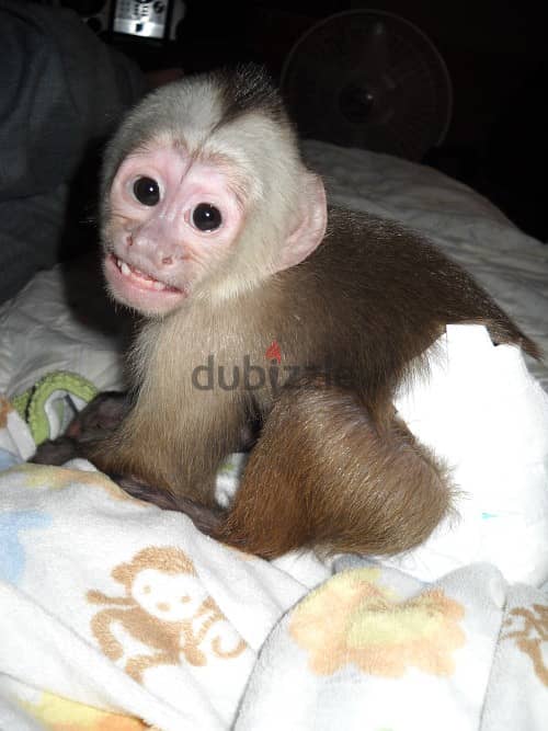 Whatsapp Me +972555074990 Capuchin Monkey 1