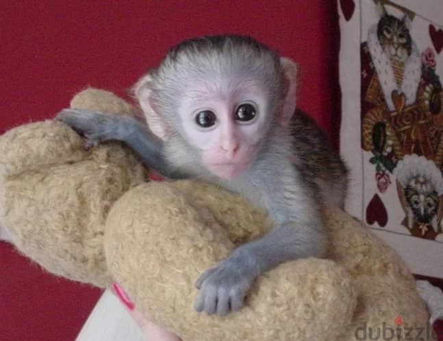 Whatsapp Me +972555074990 Capuchin Monkey 1