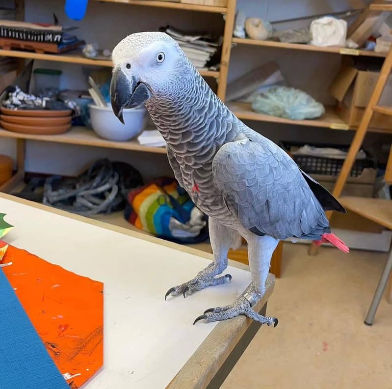 Whatsapp Me +966588993320 African Grey Parrot 0