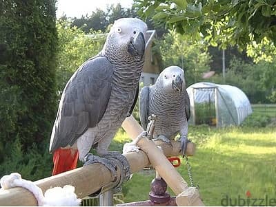 Whatsapp Me +966588993320 African Grey Parrot 1