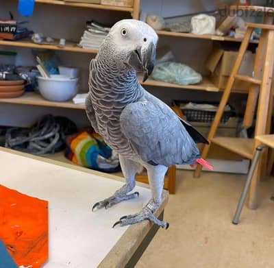 Whatsapp Me +966588993320 African Grey Parrot