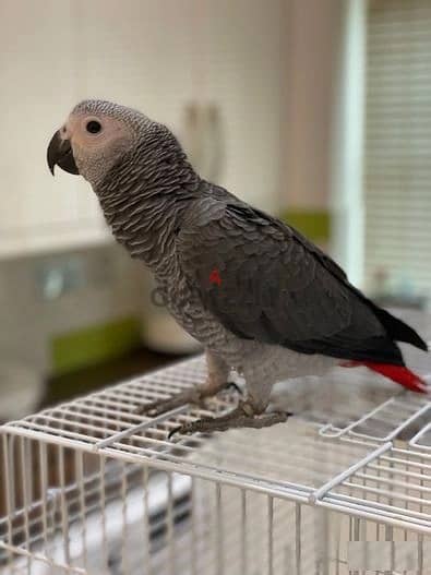 Whatsapp Me +966588993320 African Grey Parrot 1