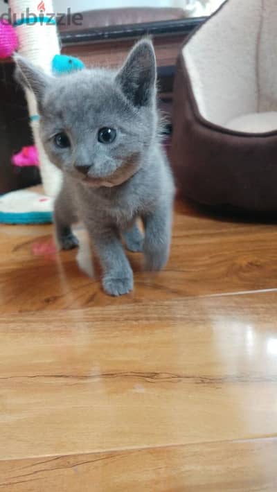 Russian Blue Kitten