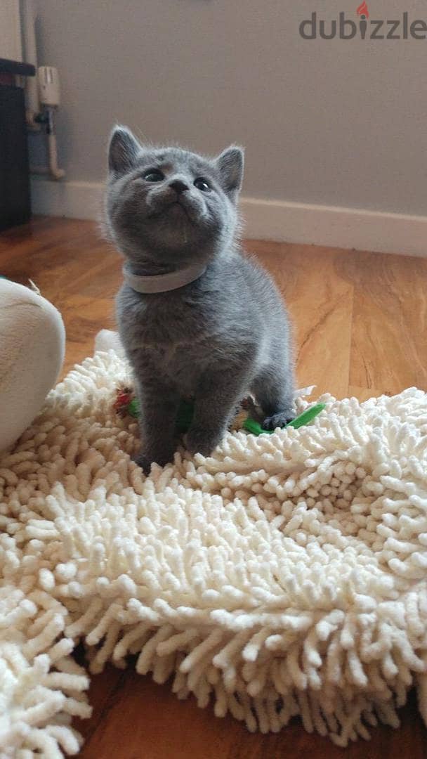 Russian Blue Kitten 1