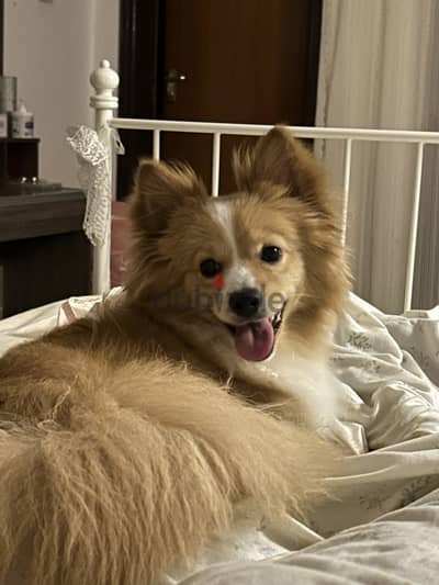 Mixed border collie