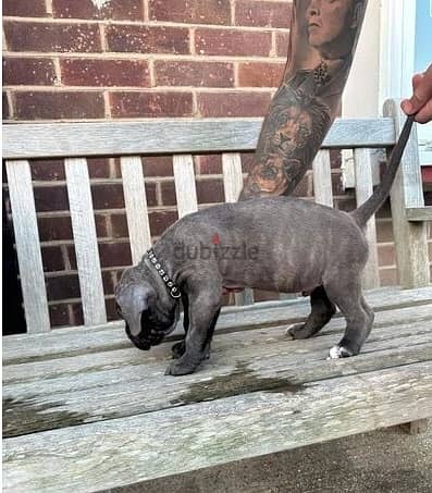 Whatsapp Me +966588993320 Cane Corso Puppies 1