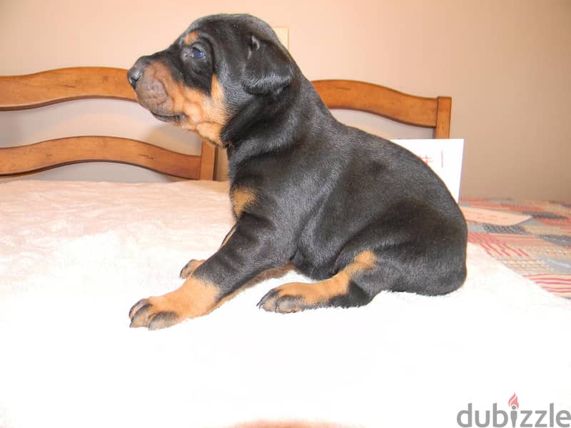 Whatsapp Me +972555074990 Doberman Puppies 0