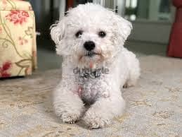 Whatsapp me +96878738119 Bichon Frise for sale 0