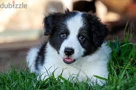 Whatsapp me +96878738119 border collie for sale 0