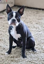 Whatsapp me +96878738119 Boston Terrier for sale