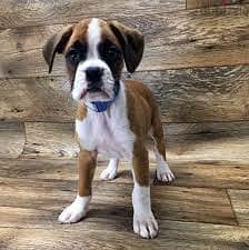 Whatsapp me +96878738119 Boxer for sale 0