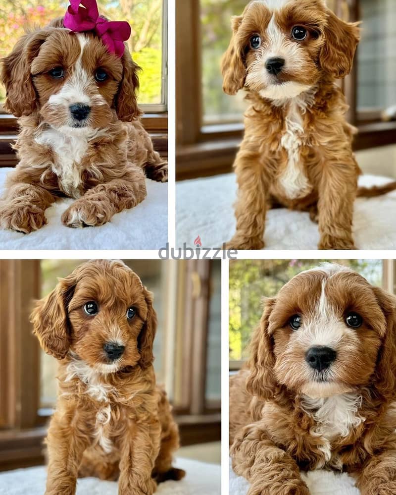 Cavapoo puppies// Whatsapp +971552543679 0