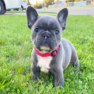 French bulldog// WhatsApp +97455937699