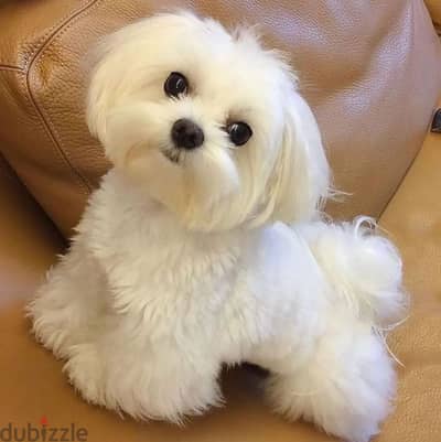 Maltese puppies// WhatsApp +97455937699