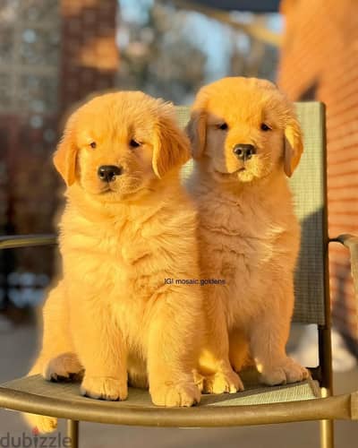 Golden Retriever// WhatsApp +971502618837