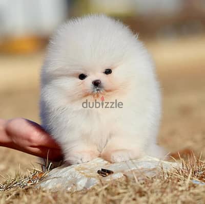 Pomeranian Puppies// WhatsApp +971502618837