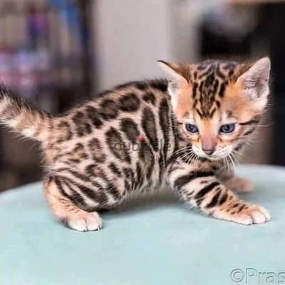 Bengal kitten// Whatsapp+971552543679