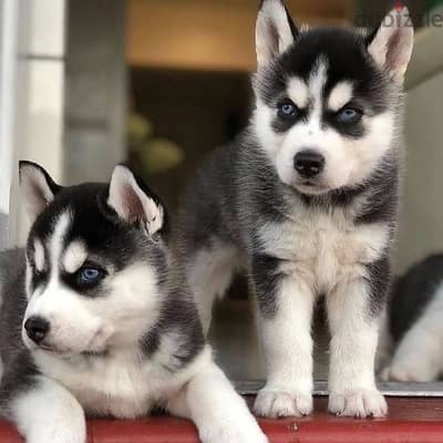 Siberian husky// Whatsapp+971552543679