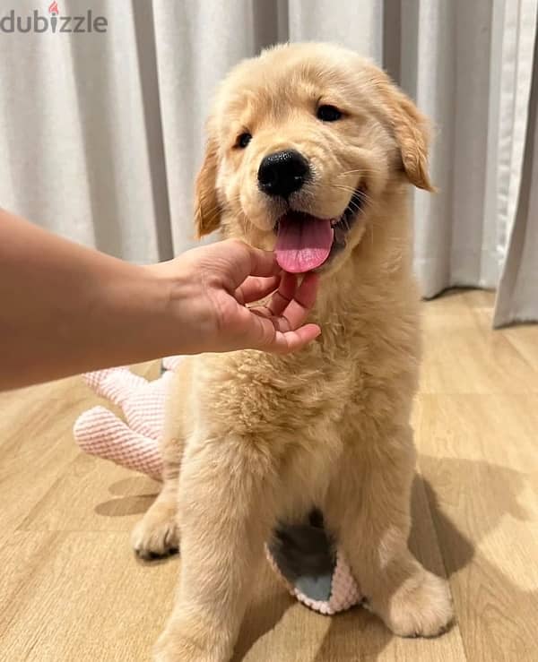 Golden retriever puppy 0