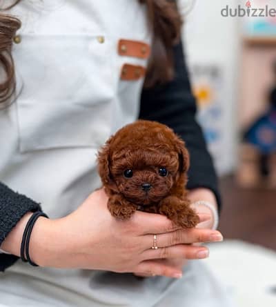 Mini Poodle puppy