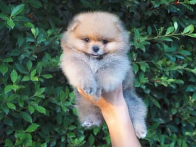 Cream male Pomeranian puppy