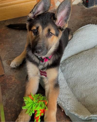 German Shepherd  for sale