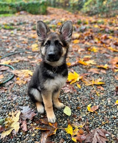 Male German Shepherd  for sale