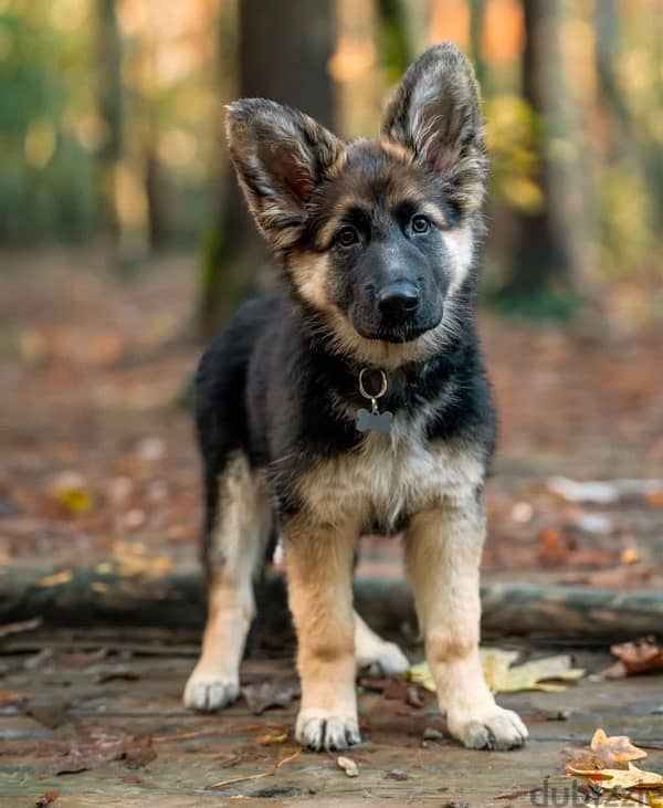 Male German Shepherd  for sale 1