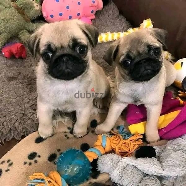 Boy & Girl Pug  puppy 0