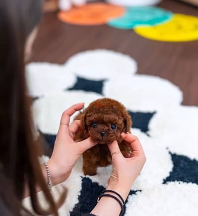 Mini Red Poodle puppy