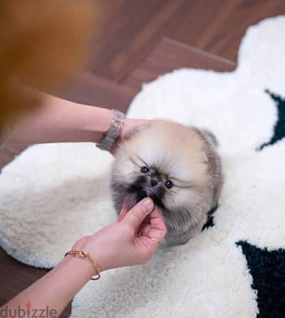 Super cute Mini Pomeranian