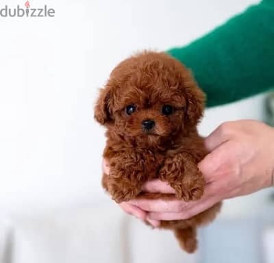 Tcup Poodle puppy