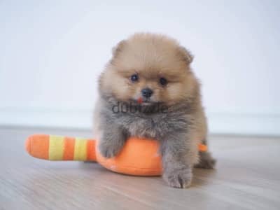 Mini Pomeranian puppy